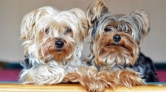 Dog yorkshire terrier (zdjęcie): mały przyjaciel dla twojej rodziny